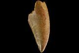 Serrated, Raptor Tooth - Real Dinosaur Tooth #179595-1